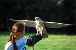 A bird of prey with Rebecca, one of the trainers,  at Eagles Flying, County Sligo, North West Ireland