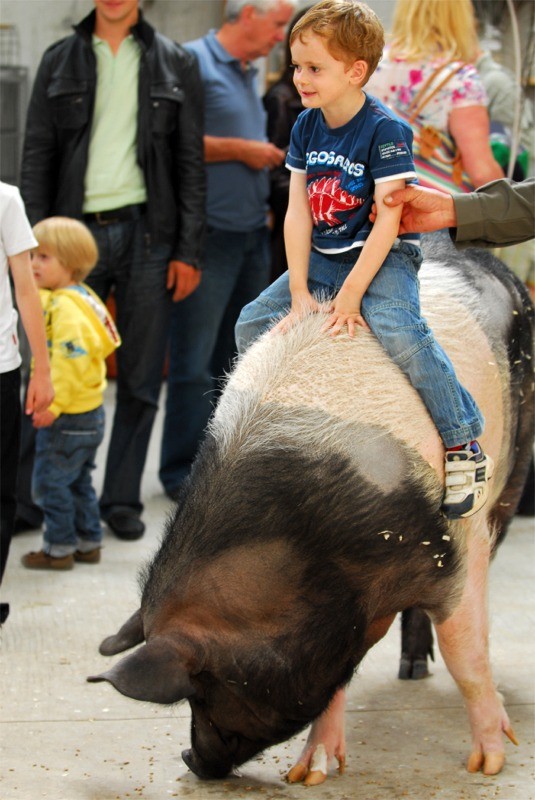 A boy enjoys a piggy back ride on the back of Rosie the pig at Eagles Flying, Irish Raptor Research Centre, Ballymote, County Sligo, North West Ireland A boy enjoys a piggy back ride on the back of Rosie the pig at Eagles Flying, Irish Raptor Research Centre, Ballymote, County Sligo, North West Ireland
