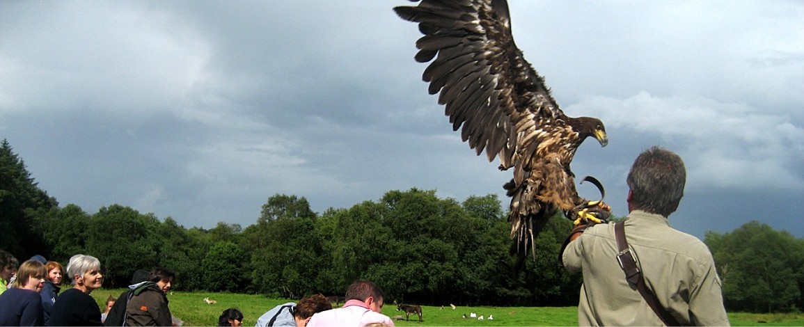 A white tailed eagle landing during the bird show at Eagles Flying - Irish Raptor Research Centre, Sligo, Ireland A white tailed eagle landing during the bird show at Eagles Flying - Irish Raptor Research Centre, Sligo, Ireland