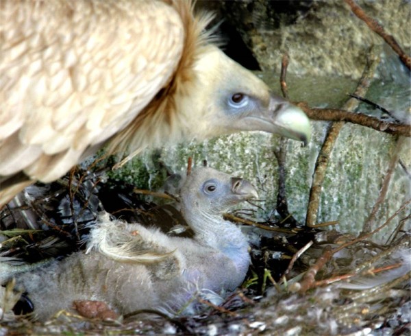 Himalayan Vulture with chick at Eagles Flying, Irish Raptor Research Centre, Ballymote, County Sligo, Ireland Himalayan Vulture with chick at Eagles Flying, Irish Raptor Research Centre, Ballymote, County Sligo, Ireland