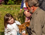 Visitors make friends with one of the tame foxes at Eagles Flying, Irish Raptor Research Centre, Ballymote, County Sligo, North West Ireland Visitors make friends with one of the tame foxes at Eagles Flying, Irish Raptor Research Centre, Ballymote, County Sligo, North West Ireland