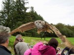 Owl flying - you do not have to duck down once the birds fly close over your head Owl flying - you do not have to duck down once the birds fly close over your head