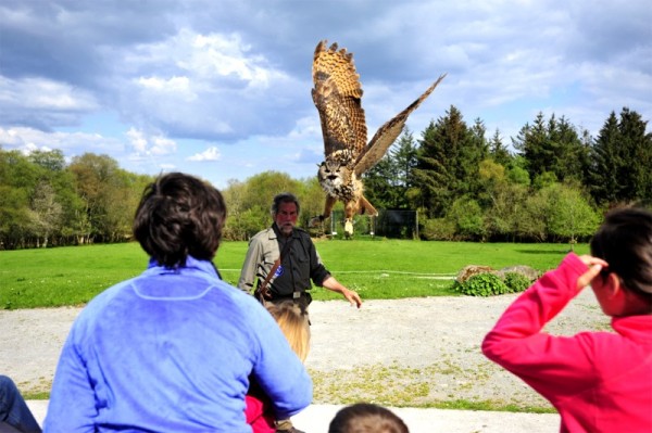 Owl landing during flying demonstration at Eagles Flying, Irish Raptor Research Centre, Ballymote, County Sligo, Ireland Owl landing during flying demonstration at Eagles Flying, Irish Raptor Research Centre, Ballymote, County Sligo, Ireland