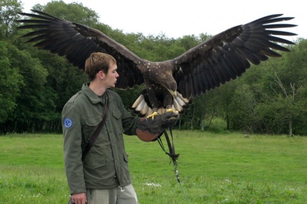 Buzzard at Eagles Flying, Irish Raptor Research Centre, Ballymote, Co. Sligo, Ireland Buzzard at Eagles Flying, Irish Raptor Research Centre, Ballymote, Co. Sligo, Ireland