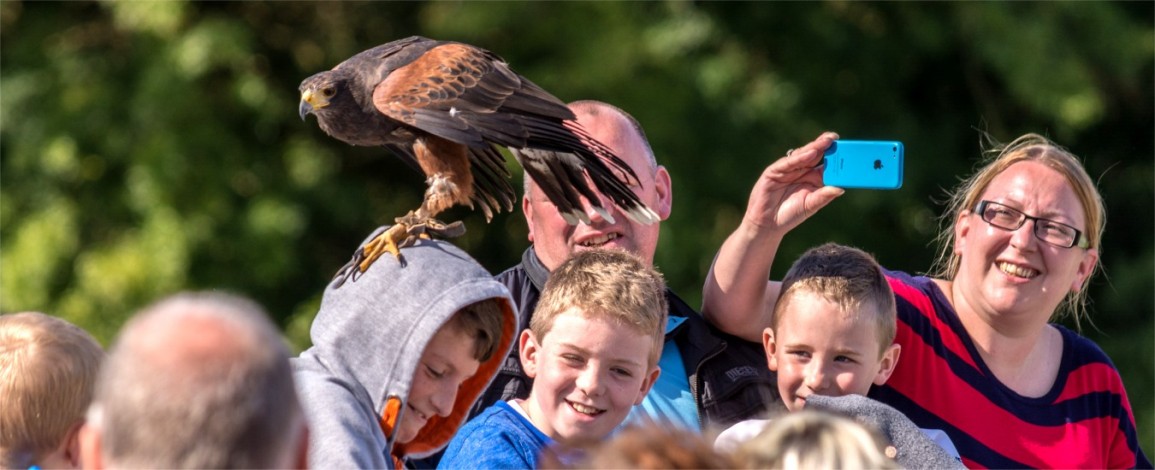 A Harris“s Hawk balances on a young visitor's head at Eagles Flying - Irish Raptor Research Centre, Sligo, Ireland A Harris“s Hawk balances on a young visitor's head at Eagles Flying - Irish Raptor Research Centre, Sligo, Ireland
