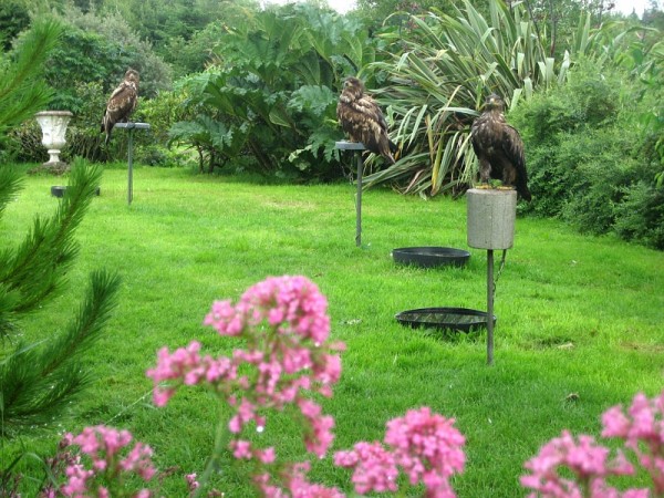 Birds of prey in the grounds of Eagles Flying, Irish Raptor Research Centre, County Sligo, Ireland Birds of prey in the grounds of Eagles Flying, Irish Raptor Research Centre, County Sligo, Ireland