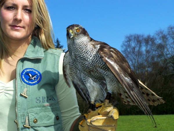 Goshawk with trainer Sarah, at Eagles Flying, Irish Raptor Research Centre, Ballymote, County Sligo, Ireland Goshawk with trainer Sarah, at Eagles Flying, Irish Raptor Research Centre, Ballymote, County Sligo, Ireland