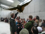 Indoor flying demonstration at Eagles Flying, Irish Raptor Research Centre, County Sligo Indoor flying demonstration at Eagles Flying, Irish Raptor Research Centre, County Sligo