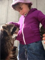 Grizzly, the racoon, skillfully pickpocketing a young visitor at Eagles Flying, Irish Raptor Research Centre, Ballymote, County Sligo, North West Ireland Grizzly, the racoon, skillfully pickpocketing a young visitor at Eagles Flying, Irish Raptor Research Centre, Ballymote, County Sligo, North West Ireland