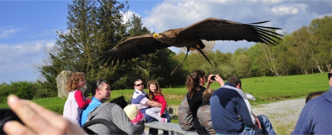Eagle flying over the crowd at Eagles Flying - Irish Raptor Research Centre, Sligo, Ireland Eagle flying over the crowd at Eagles Flying - Irish Raptor Research Centre, Sligo, Ireland