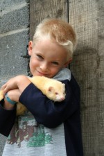 Hands on with Freddy the Ferret  at Eagles Flying, Irish Raptor Research Centre, Ballymote, County Sligo, North West Ireland