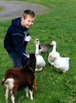 Geese roaming freely at Eagles Flying, Irish Raptor Research Centre, Ballymote, County Sligo, North West Ireland