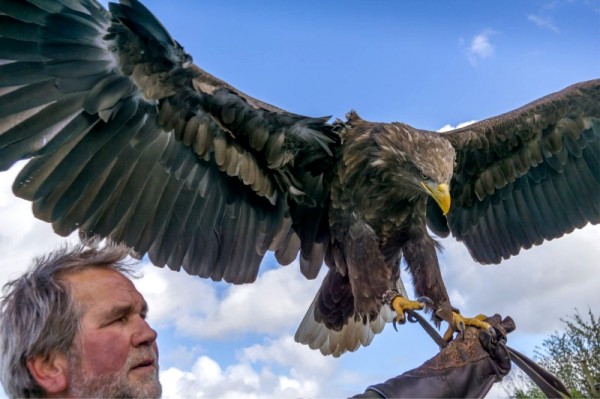 Eagle at Eagles Flying, Irish Raptor Research Centre, Ballymote, County Sligo, Ireland