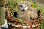 Owlet at Eagles Flying