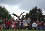 Flying demonstration at Eagles Flying, Irish Raptor Research Centre, County Sligo
