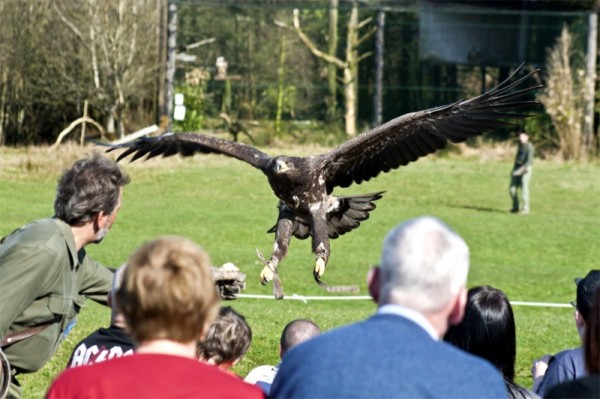 A white-tailed eagle landing during a flying demonstration at Eagles Flying, County Sligo, North West Ireland A white-tailed eagle landing during a flying demonstration at Eagles Flying, County Sligo, North West Ireland