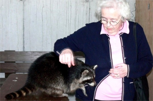 Woman visitor with racoon at Eagles Flying, Irish Raptor Research Centre, Ballymote, Co. Sligo, Ireland, copyright Val Robus